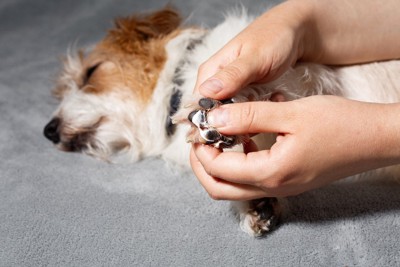 足にクリームを塗られている犬