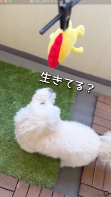 干されているぬいぐるみを見上げる犬