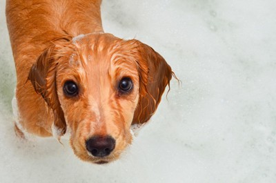 お湯につかりながら上を見上げる犬