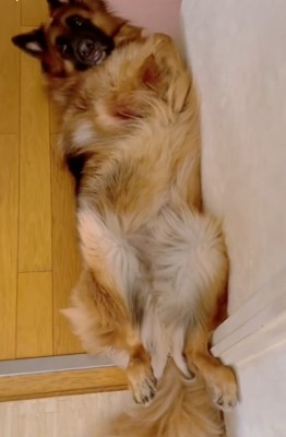 顔を上げるジーボくん