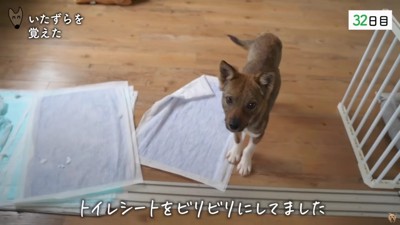 イタズラする余裕も出てきた！