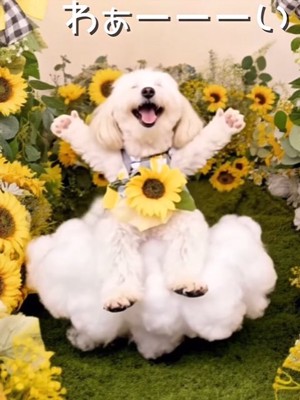 筋斗雲に乗る小型犬