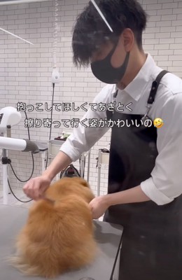 ブラッシングしてもらう犬