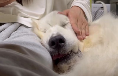 目を閉じてうっとりと撫でられる犬