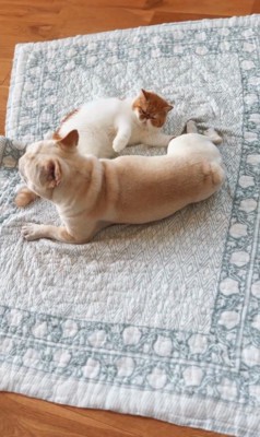 JOYくんとTOMくん9