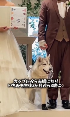 結婚式に参加するシベリアンハスキー