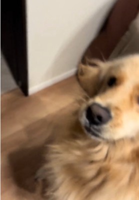 失敗する犬
