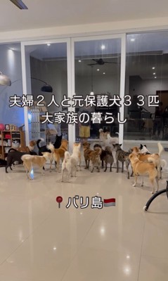 32匹の保護犬たちのお出迎え