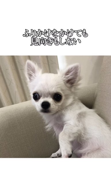 ソファに座り目を逸らすチワワ