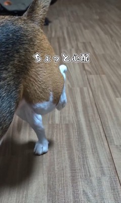 足をかばうこま君2