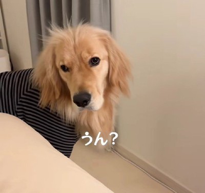 寝癖がついたままうろうろ