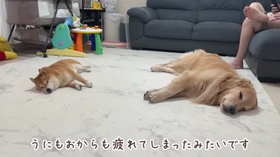 スヤスヤとお昼寝