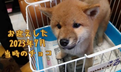 チョコくんの成長記録