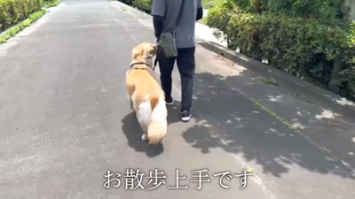 散歩するアトムくん