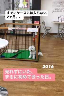 サークルに入る犬