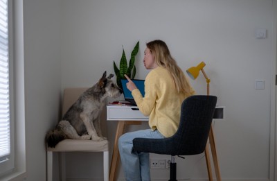 デスクで犬の躾をする女性