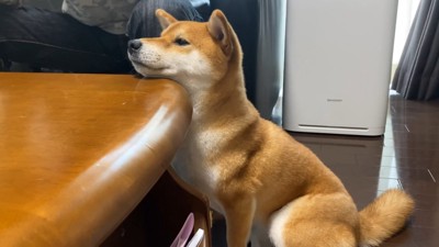 机の角にあごをのせる犬