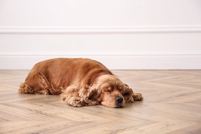 床の上で寝るコッカー