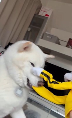 パンチするおもちゃVSだい吉くん5