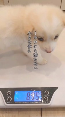 体重計の上に乗る小さな子犬