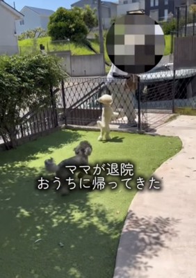 ママの方へ走る2匹