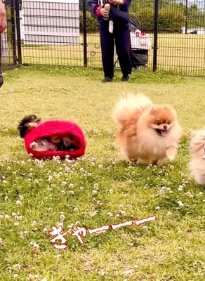 後ろに転倒した犬