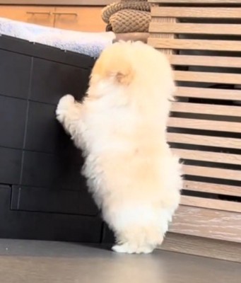 壁に前足をついて、壁の向こう側を見つめる子犬