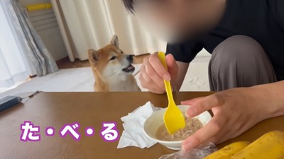 女性を見て口を開ける犬