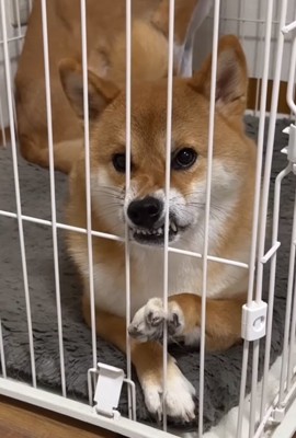不満顔の柴犬