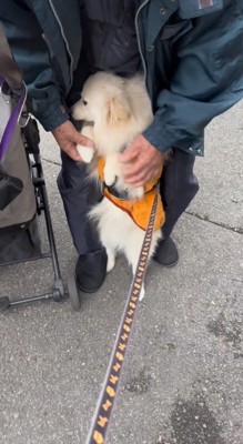 老年男性に支えられて立ち上がっている犬