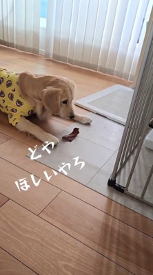 床におやつを置く姉犬