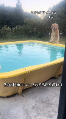 プールの縁に座っている犬