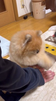素早く2回目のタッチをする犬