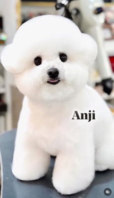 あんじちゃんアフター