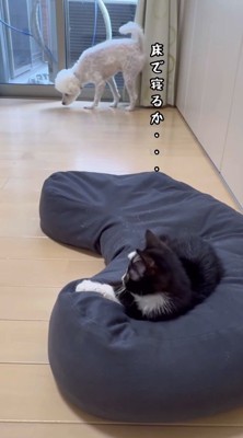 窓際の床の匂いをかぐ白い犬