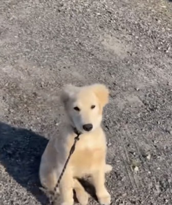 表情が変わる犬