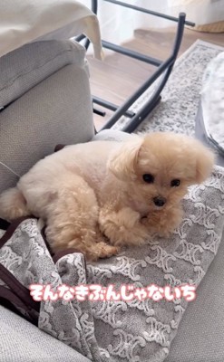 おやつを拒否するくるみたん