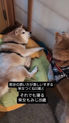 妹犬の声に驚いて目を開くお姉ちゃん犬