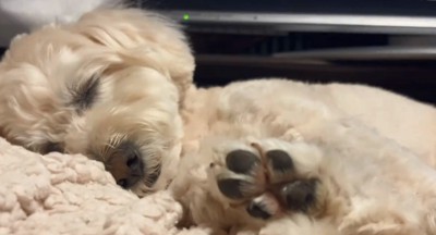 スヤスヤ眠るワンコ