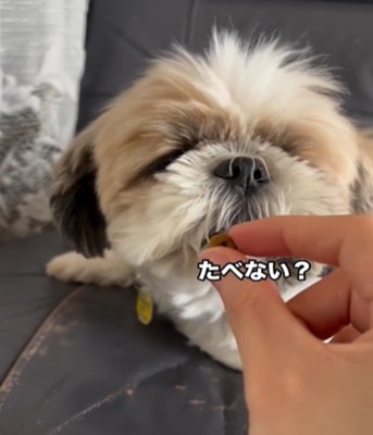 止まる犬