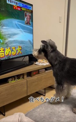 テレビを見るワンコ