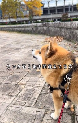 銅像を見るあずきちゃん