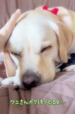 撫でられながら眠りかけている犬