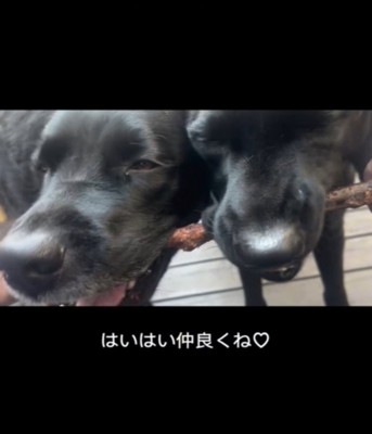 棒をかじる2匹の犬