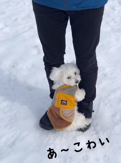 飼い主の足にしがみついて正面を見る犬