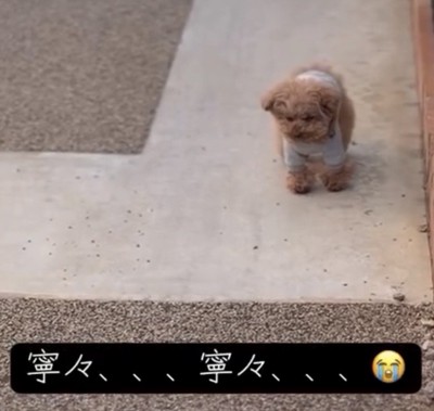 うつむき気味の犬