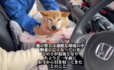 正面を向くクッキーちゃん