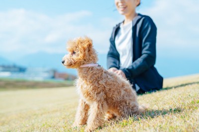 トイプードルと女性