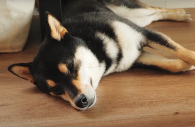 横になる犬