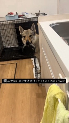 皿を咥えてキッチンにやってきた犬